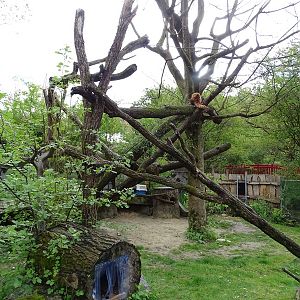 Red panda enclosure #1
