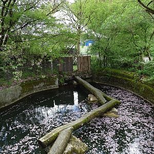 Bridge for red panda between enclosures