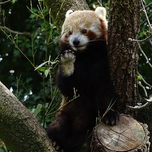 Nepalese red panda (Ailurus fulgens)