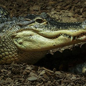 American alligator : Crocodiles of the World : 07 Jun 2024