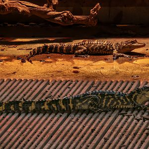 American alligator : Crocodiles of the World : 07 Jun 2024