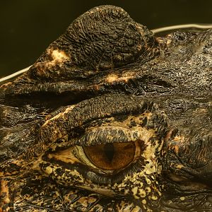 Black caiman : Crocodiles of the World : 07 Jun 2024