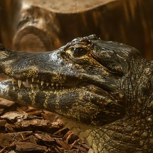 Yacare caiman : Crocodiles of the World : 07 Jun 2024
