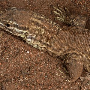 Spiny-tailed monitor : Crocodiles of the World : 07 Jun 2024