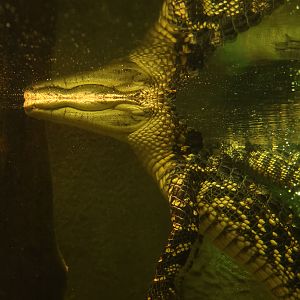 American alligator: Crocodiles of the World : 07 Jun 2024