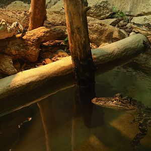 American alligator : Crocodiles of the World : 07 Jun 2024