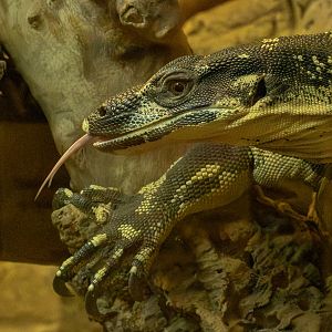 Lace monitor : Crocodiles of the World : 07 Jun 2024