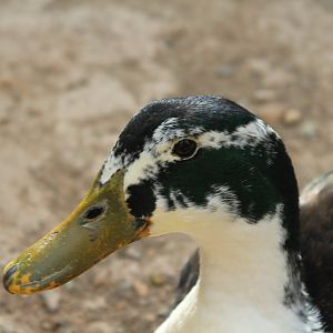 National Gardens - Domestic Duck