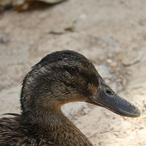 National Gardens - Domestic Duck