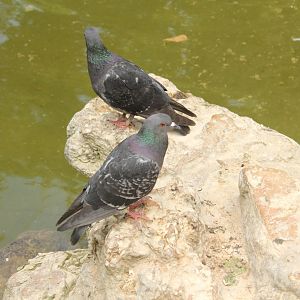 National Gardens - Feral Rock Pigeons