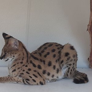"Velma" the Serval- in a brand-new exhibit!