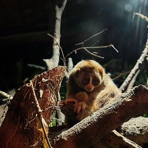 Sunda Slow Loris