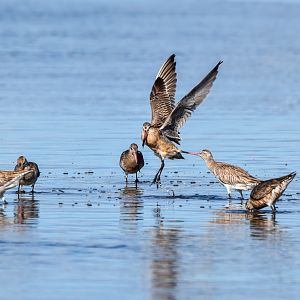Bar-tailed Godwits
