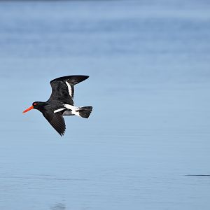 Pied Oystercatcher