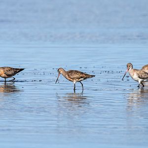 Hudsonian Godwit - vagrant for Australia