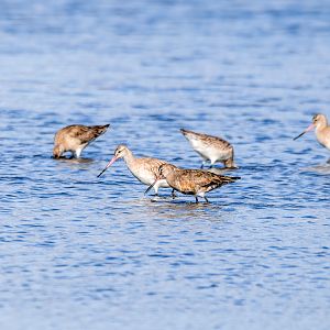 Hudsonian Godwit (in front) and Bar-tailed Godwits (behind)