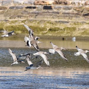 Hudsonian Godwit (centre) among Bar-tailed Godwits