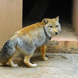 Tibetan fox