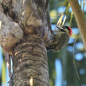 Green-barred Woodpecker Colaptes melanochloros