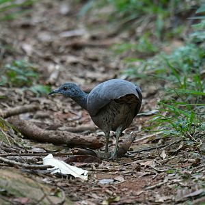 Brown Tinamou Crypturellus obsoletus