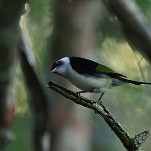 Pin-tailed Manakin Ilicura militaris