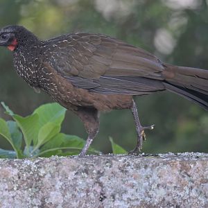 Dusky-legged Guan Penelope obscura