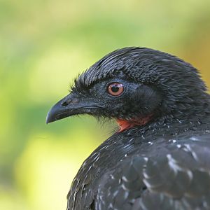 Dusky-legged Guan Penelope obscura