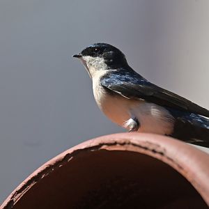Pygochelidon cyanoleuca