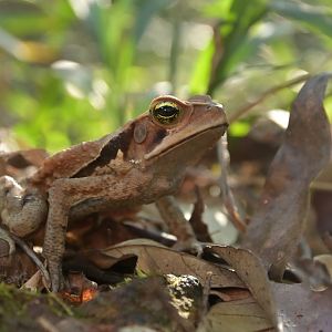 Rhinella crucifer ?