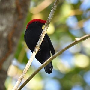 Helmeted Manakin Antilophia galeata