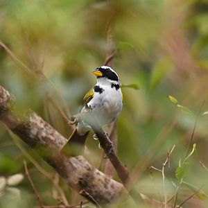 São Francisco Sparrow Arremon franciscanus