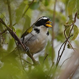 São Francisco Sparrow Arremon franciscanus