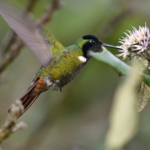 Hooded Visorbearer Augastes lumachella