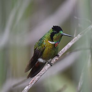 Hooded Visorbearer Augastes lumachella