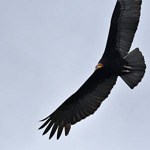 Lesser Yellow-headed Vulture Cathartes burrovianus