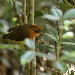 Caatinga Gnateater Conopophaga cearae