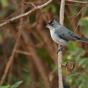 Pileated Finch Coryphospingus pileatus