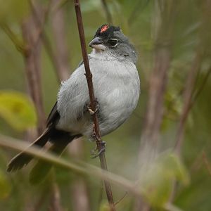 Pileated Finch Coryphospingus pileatus