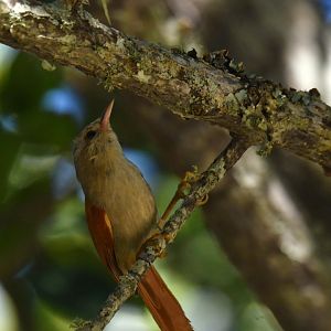 Gray-headed Spinetail Cranioleuca semicinerea