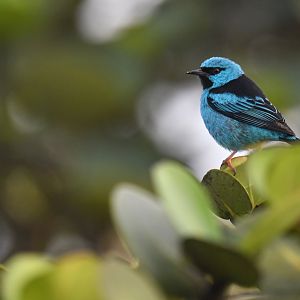 Blue dacnis Dacnis cayana