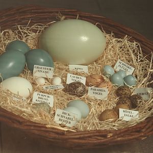 Display of eggs, 2024-05-21