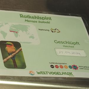 Birth sign Red-throated bee-eater, 2024-05-21