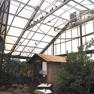 Toowoomba aviary - Rainbow lorikeet walk-through and feeding aviary, 2024-05-22