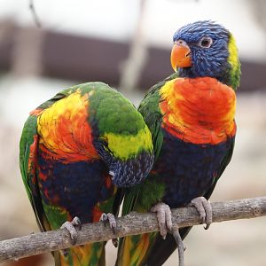 Rainbow lorikeets (Trichoglossus moluccanus),2024-05-23