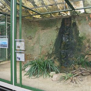 Mexico - Volcanic Island of Socorro aviary - Socorro dove and Western bluebird, 2024-05-22
