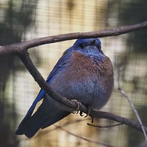 Western bluebird (Sialia mexicana), 2024-05-22
