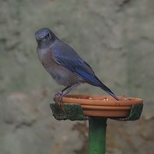 Western bluebird (Sialia mexicana), 2024-05-23