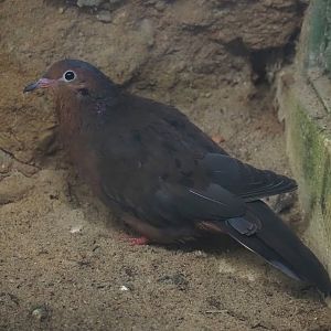 Socorro dove (Zenaida graysoni), 2024-05-22