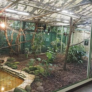 West African aviary - Hartlaub's duck and Black-casqued hornbill aviary, 2024-05-22