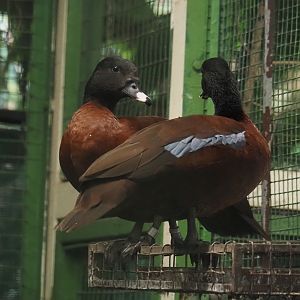 Hartlaub’s ducks (Pteronetta hartlaubii), 2024-05-22